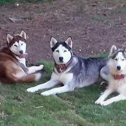 Siberian Huskies from Sherwood Huskies