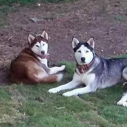 Siberian Huskies from Sherwood Huskies