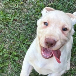 Labrador Retrievers from Clinton Etheridge