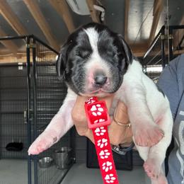 Red - Liver and white male German Shorthaired Pointer puppy in Newton Grove, North Carolina from Wayalife Labradors & Gsp’s