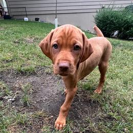 Green Girl - Red golden female Vizsla puppy in Brandon, South Dakota from Tallgrass Vizslas
