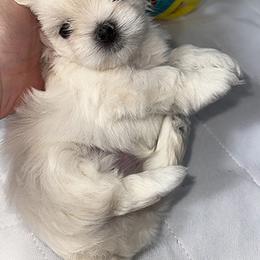 Maltese Puppies from Platinum Dunes Maltese Kennel