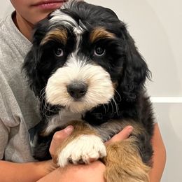 Girl 1 - Tri-color female Bernedoodle puppy in Flagstaff, Arizona from Gunstock Doodles