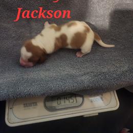 Percy Jackson - Red and white male Basset Hound puppy in Mill Springs, North Carolina from Mountain View Basset Hounds