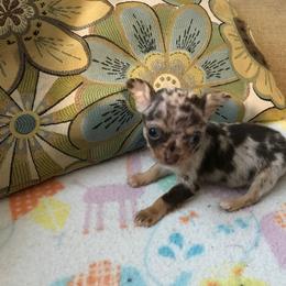 Chihuahua Puppies from Chilove Chihuahuas