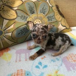 Chihuahua Puppies from Chilove Chihuahuas