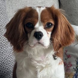 Sophie - Cavalier King Charles Spaniel