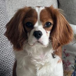 Sophie - Cavalier King Charles Spaniel