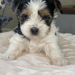 Biewer Terrier Puppies from Ocean Bright Biewer Terriers