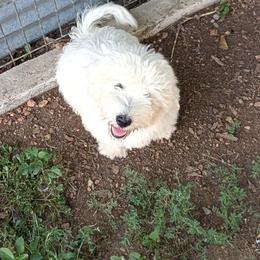Tanner - White male Coton de Tulear puppy in Mead, Oklahoma from Bar W Cotons
