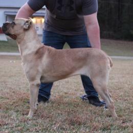 Cane Corso puppies from C&M Cane Corso