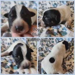 Boy 5 - Blue male Australian Cattle Dog puppy in Bradford, Arkansas from Cedar Rock Heelers and Kelpies