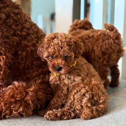 Poodle Puppies from Alina talmage cipu