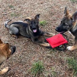 German Shepherd Puppies from Grassroots German Shepherds