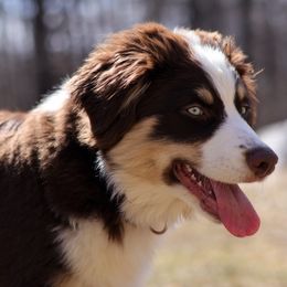 River - Australian Shepherd