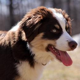 River - Australian Shepherd