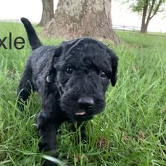 Double Doodle Puppies from Little Muddy Doodles