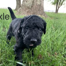 Double Doodle Puppies from Little Muddy Doodles