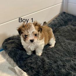 Boy 1 - Black & tan tri-color male Morkie puppy in Ocala, Florida from Hummingbird Fields
