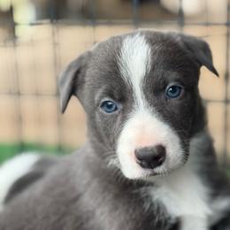 ABCA Smoke - Blue male Border Collie puppy in Lexington, Kentucky from 3-Ring Farms
