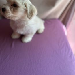 Marshmallow - White Havanese puppy in Pearland, Texas from Herds Of Havanese