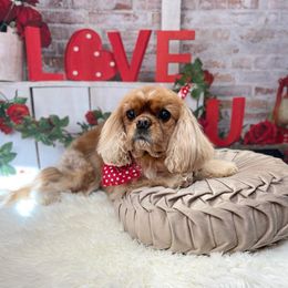 Cavalier King Charles Spaniels from Stellar Cavaliers
