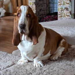Cypher - Basset Hound