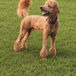 Poodle Puppies from Cassie Enlow