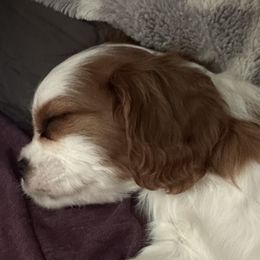 Cavalier King Charles Spaniels from Willow Valley Farm