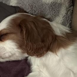 Cavalier King Charles Spaniels from Willow Valley Farm