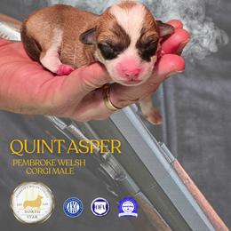 Quint Asper - Red male Pembroke Welsh Corgi puppy in Fortine, Montana from North Star Pembroke Welsh Corgi's