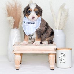 Bernedoodle Puppies from Pawsh Bernedoodles