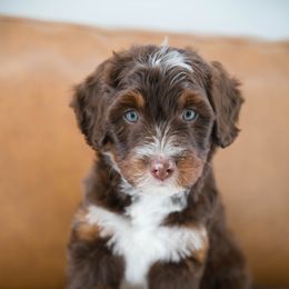 Australian Mountain Doodle Puppies from Brick House Farm Doodles