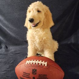 Goldendoodle Puppies from Hampton Blu Doodles