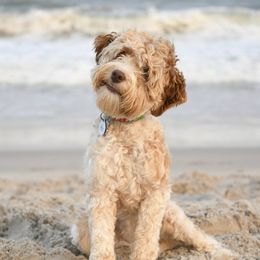 Honey - Australian Labradoodle