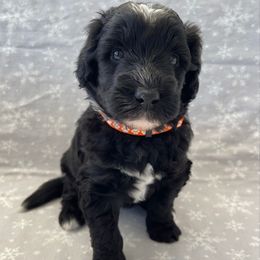Orange - Black and white female Sheepadoodle puppy in Archer, Florida from Gainesville Sheepadoodles