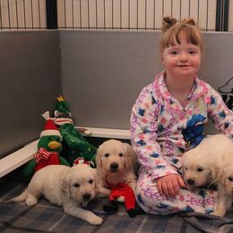 German Shepherd and Golden Retriever Puppies from Sweetheart Therapy Dogs LLC