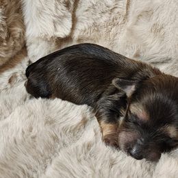 Faith - Dachshund puppy in Lindsay, California from Lazy K&M Dachshunds