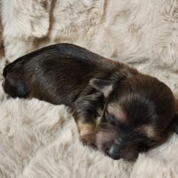 Faith - Dachshund puppy in Lindsay, California from Lazy K&M Dachshunds