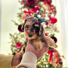 Sugarplum - Chocolate merle female Bernedoodle puppy in Russell Springs, Kentucky from 270 Doodles