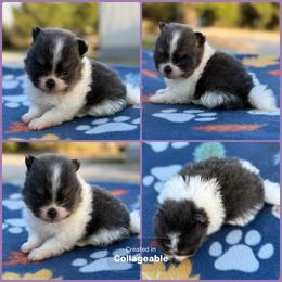 Blue White Parti - Blue parti female Pomeranian puppy in Harrah, Oklahoma from Sunshines Pomeranians & Cavapoos