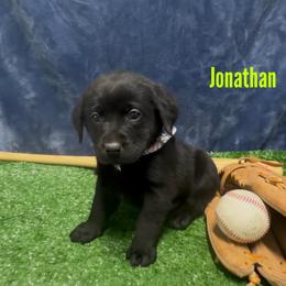 Jonathan - Black male Labrador Retriever puppy in Farmington, Missouri from Granite Creek Kennel
