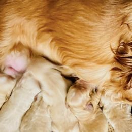 Cocker Spaniels and Golden Retrievers from Awesome Cockers!