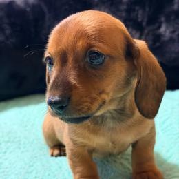 Red - Red male Dachshund puppy in Fayetteville, North Carolina from Army of Dachshunds
