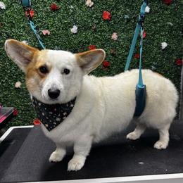 Wynonna - Sable and white female American Corgi puppy in Columbus, Indiana from Whitecreek Corgis of Columbus, IN