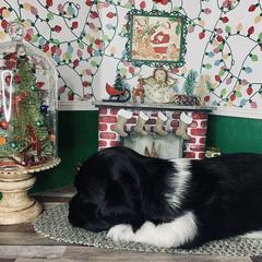 Havana Silk Dog Puppies from Joyful Heart Silks