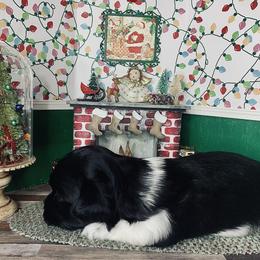 Havana Silk Dog Puppies from Joyful Heart Silks