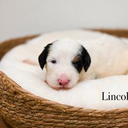 Lincoln - Tri-color male Bernedoodle puppy in Tucson, Arizona from Sun Valley Goldendoodles