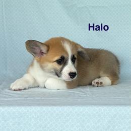 Halo - Red female Pembroke Welsh Corgi puppy in Creston, Iowa from GSF Pembroke Welsh Corgis