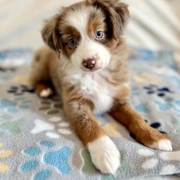 Miniature American Shepherd and Toy Australian Shepherd Puppies from Corner Oak Aussies